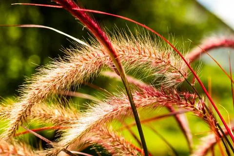Red reed Stock Photos