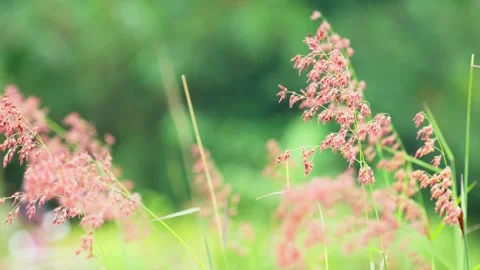 Red reeds Video stock 270066650