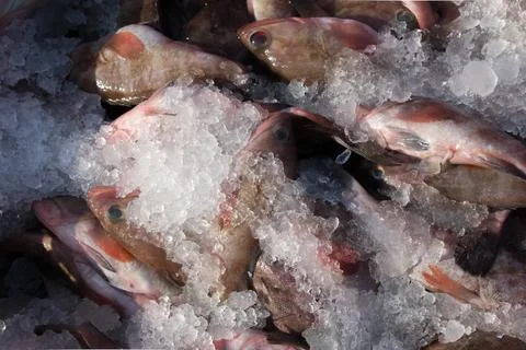 Red reef cod fish with ice ready to export. Foto stock