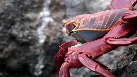 Red reef crab hios Grapsus grapsus in search of food on coast Pacific Ocean. Video stock 82588096