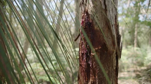 Red Resin stringybark tree, grass tree, native South Australia, Stringybark Loop Stock Footage 235964006