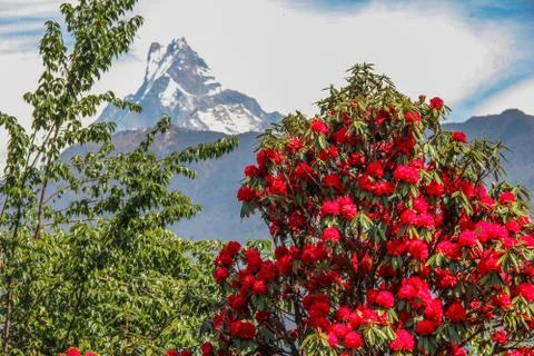 Red Rhododendron flower, Ghandruk village, Annapurna region, Nepal Stock Photos