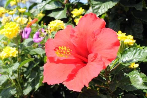 Red  rhododendron  flower Stock Photos