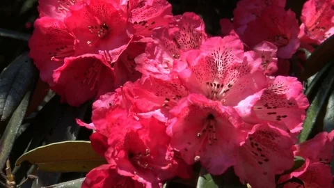 Red rhododendron flowers close up Stock Footage 78570973