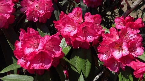 Red rhododendron flowers Video stock 76439575