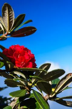 Red rhododendron Stock Photos