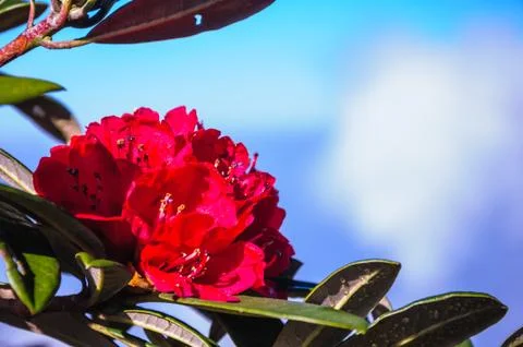 Red rhododendron Stock-Fotos