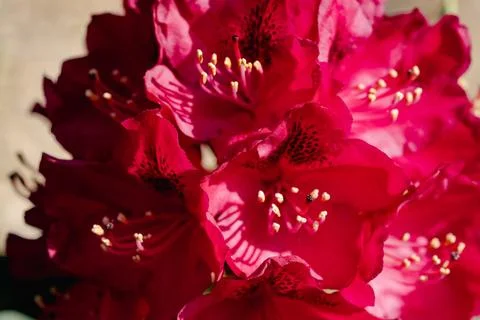 Red rhododendron 库存照片