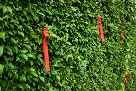 Red ribbon on green leaf background Stock Photos