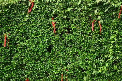 Red ribbon on green leaf background Stock Photos