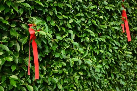 Red ribbon on green leaf background Stock Photos