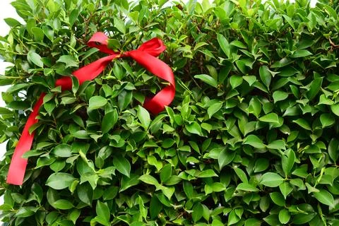 Red ribbon on green leaf background Stock Photos