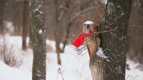 Red ribbon hanging on a tree in a snowy forest Stock Footage 72987166