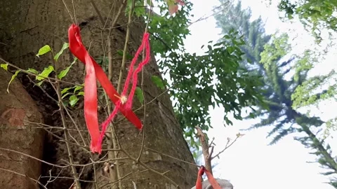 Red Ribbons Hanging On Tree Branches Swaying In Breeze Symbolizing HIV AIDS Care Stock Footage 317689774