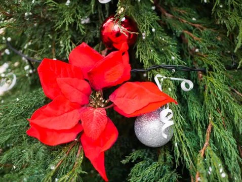 Red ribbons on pine tree Foto stock