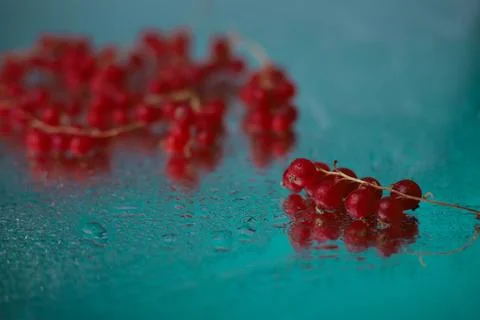Red Ribes Stock Photos