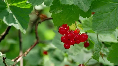 Red Ribes rubrum berries Redcurrant 4k Video stock 90902418