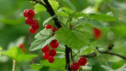 Red Ribes rubrum berries Redcurrant 4k Video stock 90902602