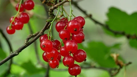 Red Ribes rubrum berries Redcurrant 4k Stock Footage 90902771