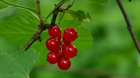Red Ribes rubrum berries Redcurrant 4k Video stock 90902959