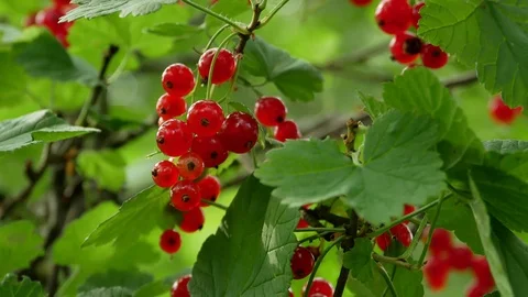 Red Ribes rubrum berries Redcurrant 4k Video stock 90903185