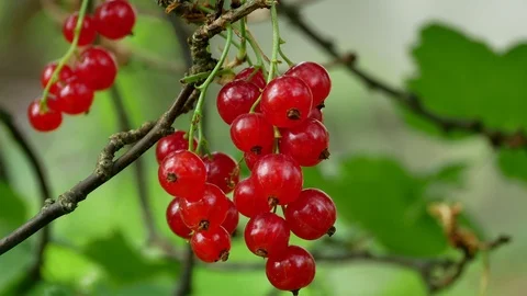 Red Ribes rubrum berries Redcurrant 4k Video stock 90903524