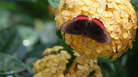 Red Rim Butterfly Stock Footage 35651724