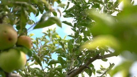 Red, ripe and ready Stock Footage 94065688