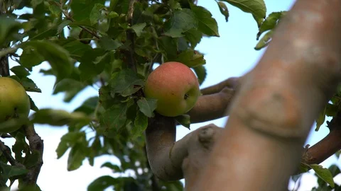 Red, ripe and ready Stock Footage 94065750