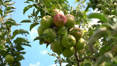 Red, ripe and ready Stock Footage 94066052