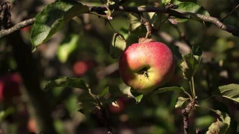 Red ripe apple is on an apple tree branch in the garden 動画素材 143031087