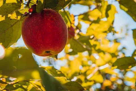 Red ripe apple on an apple tree branch Stock Photos