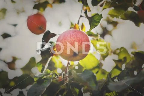 Red ripe apple on branch closeup of tree in garden Stock Photos