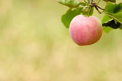 Red-ripe apple hanging alone on a branch. Blurred green background Фото
