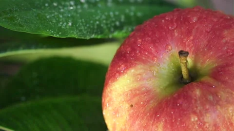 Red, Ripe Apple Watered Stock Footage 90817860