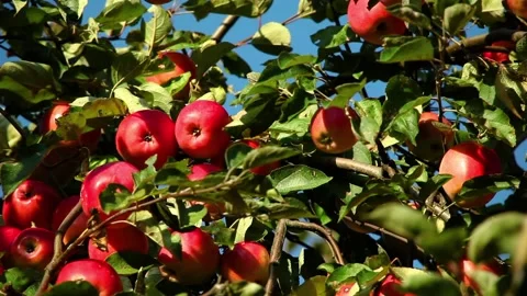 Red ripe apples on an apple tree against a blue sky in the wind Video stock 96316965