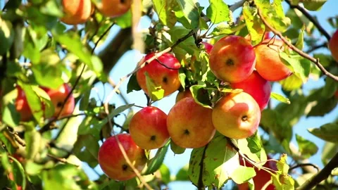 Red ripe apples on an apple tree against a blue sky in the wind Video stock 96317082
