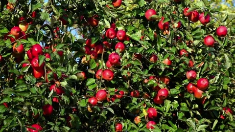 Red ripe apples on an apple tree against a blue sky in the wind Stock Footage 96317148