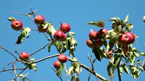 Red ripe apples on an apple tree against a blue sky in the wind Stock Footage 96317843