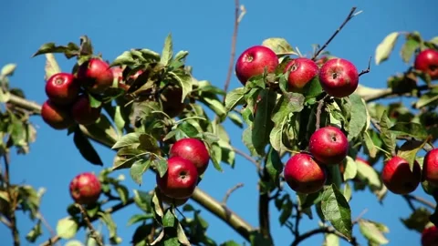 Red ripe apples on an apple tree against a blue sky in the wind Stock Footage 96317865