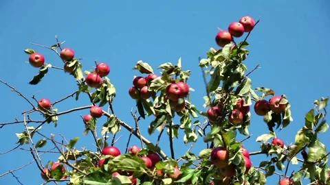 Red ripe apples on an apple tree against a blue sky in the wind Stock Footage 96317960