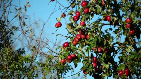Red ripe apples on an apple tree against a blue sky in the wind Stock Footage 96318300
