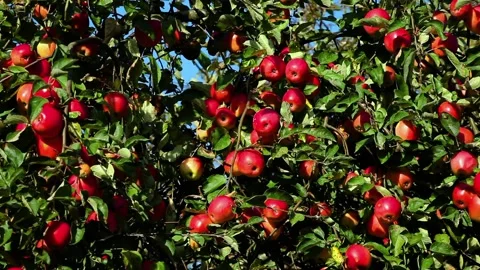 Red ripe apples on an apple tree against a blue sky in the wind Stock Footage 96319149