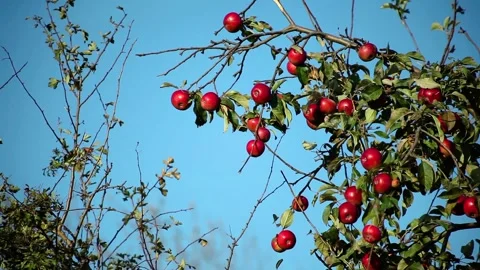 Red ripe apples on an apple tree branch on a sunny day Video stock 97411284