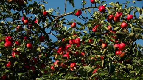 Red ripe apples on an apple tree branch on a sunny day Stock Footage 97424278
