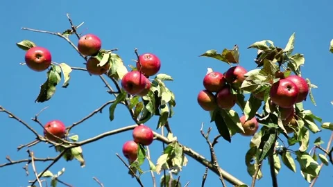Red ripe apples on an apple tree branch on a sunny day Stock Footage 97484395