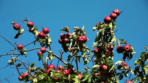 Red ripe apples on an apple tree branch on a sunny day Stock Footage 97485029
