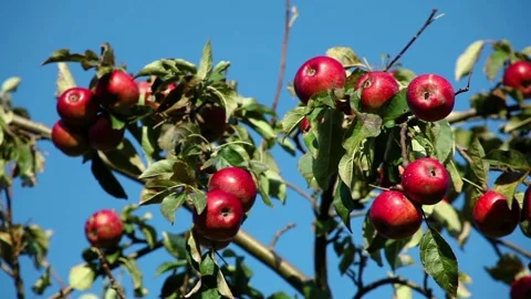 Red ripe apples on an apple tree branch on a sunny day Stock Footage 97485644