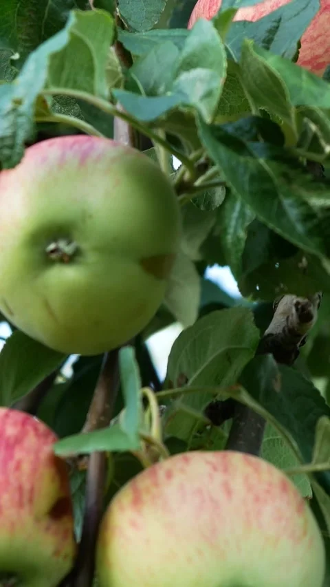 Red ripe apples on an apple tree. Panorama. Stock Footage 314044710