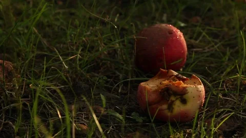 Red ripe apples are lying on the ground in the garden under a tree on the grass Stock Footage 111867030
